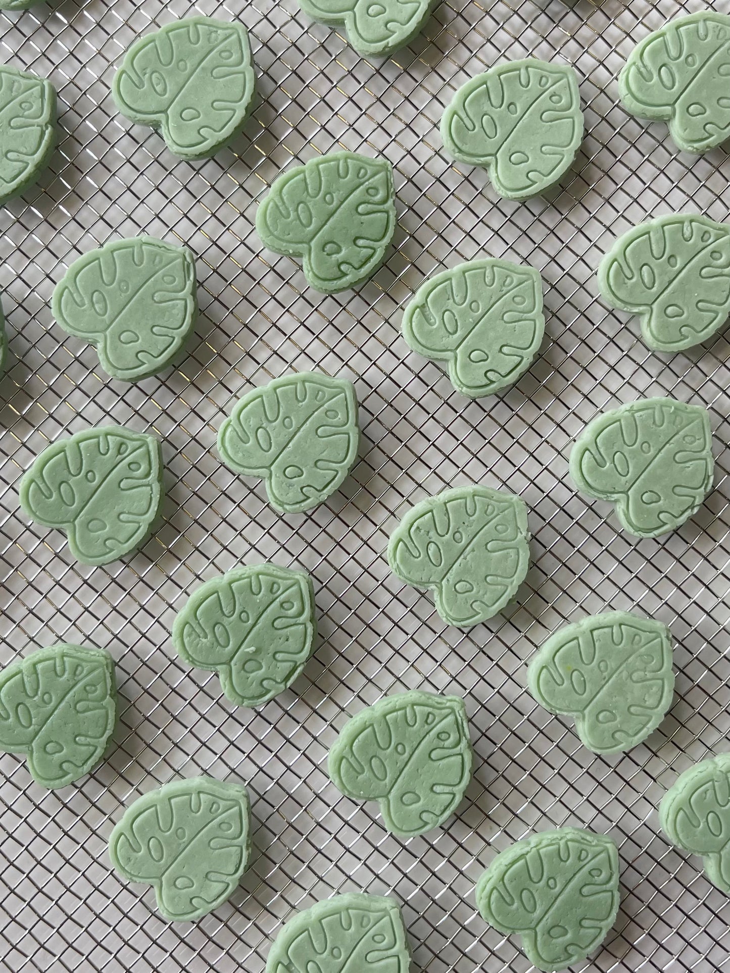Minty Monstera Leaves