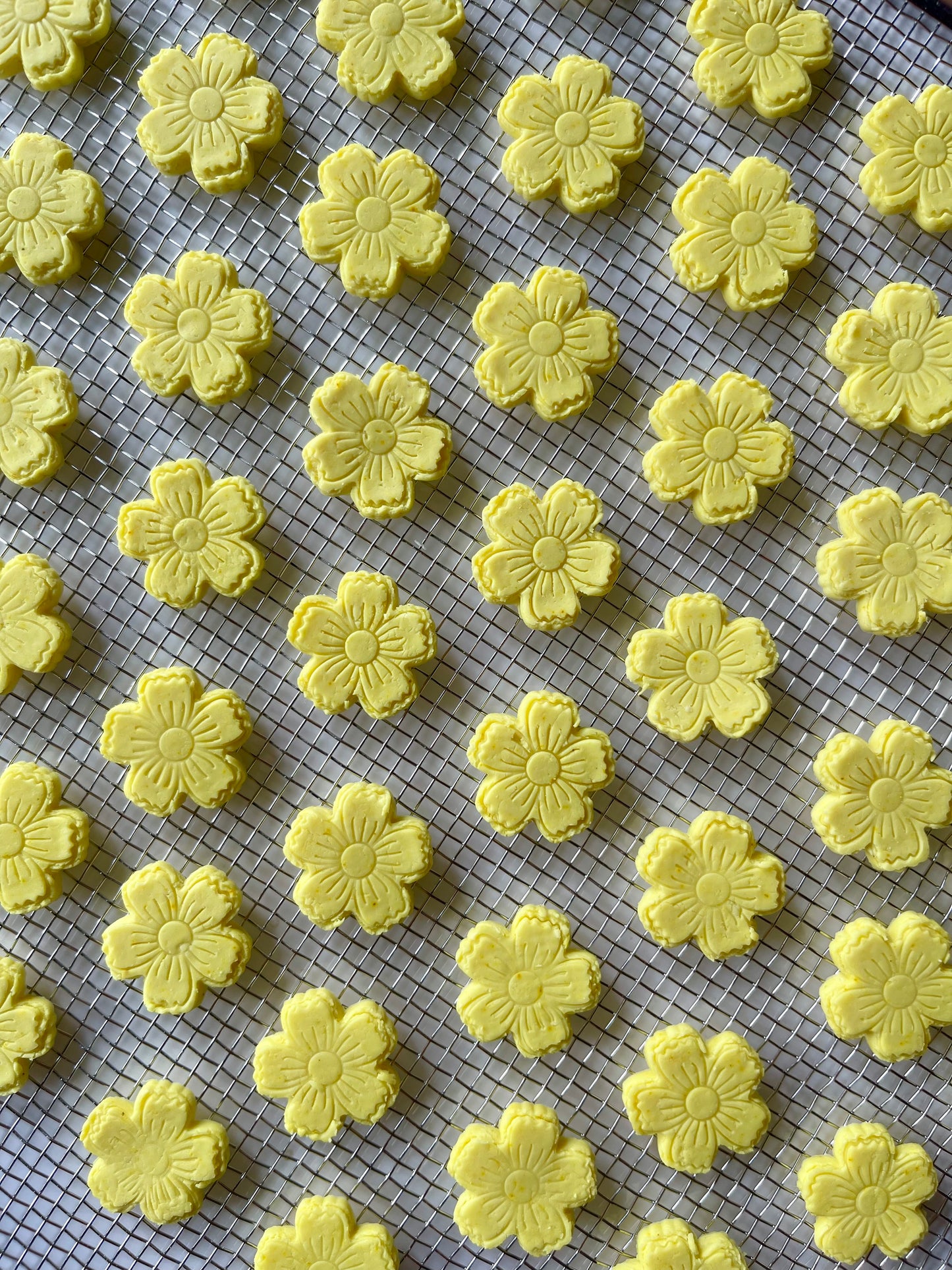 Yellow Mellow Anemones