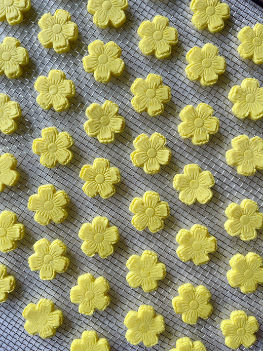 Yellow Mellow Anemones