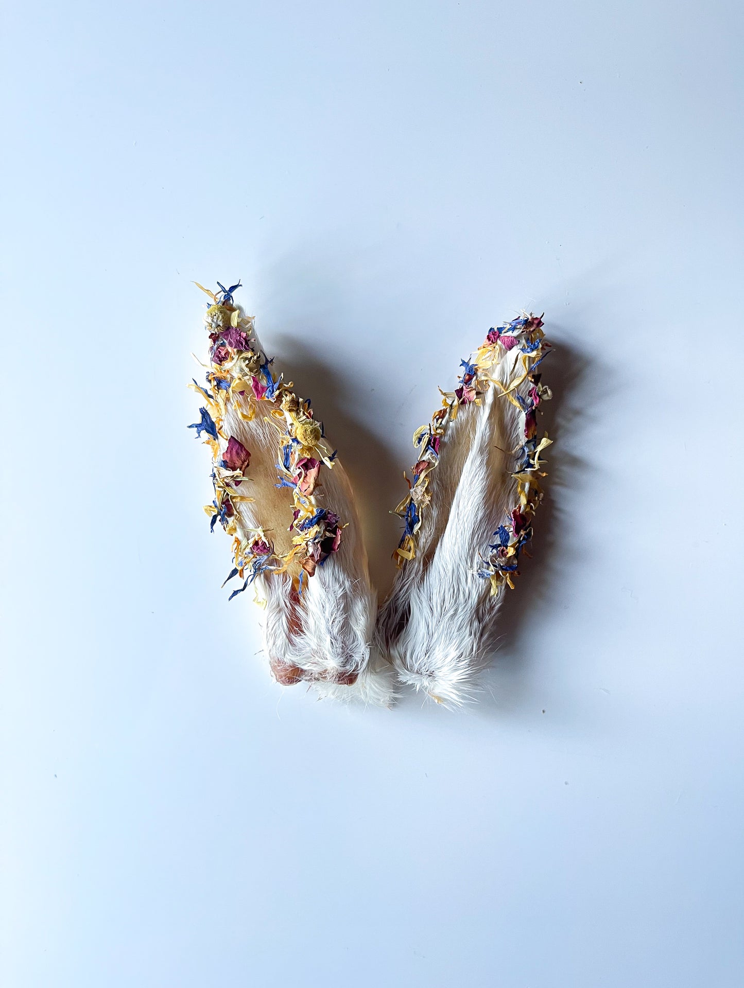 Beneficial Goat Milk Rabbit Ear